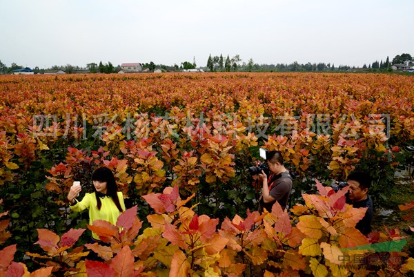 邯鄲“紅霞楊”、金紅楊母樹、原種（紅黃楊丹紅楊黃金楊彩楊）