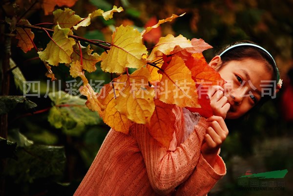 秦皇島“紅霞楊”、金紅楊母樹(shù)、原種（紅黃楊丹紅楊黃金楊彩楊）