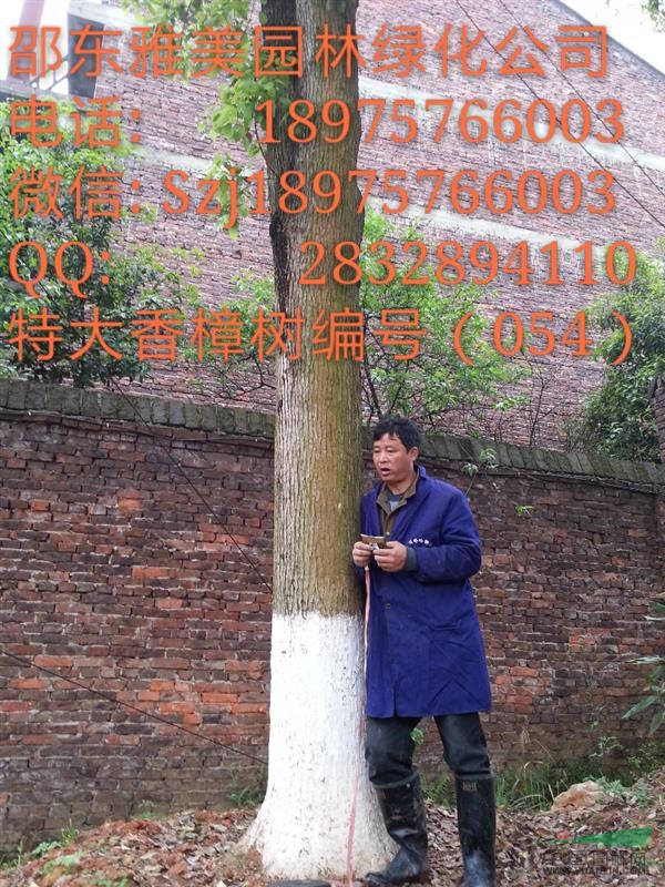 湖南大香樟樹實圖拍照  圍徑121公分   (054)