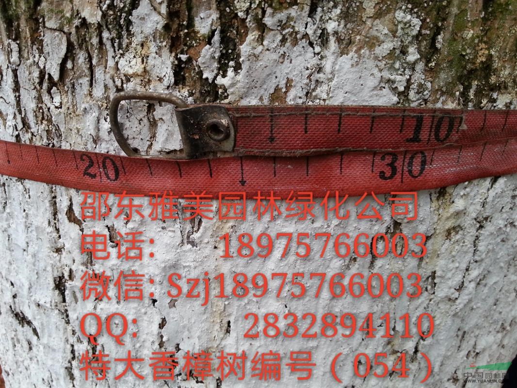 湖南大香樟樹實圖拍照  圍徑121公分   (054)