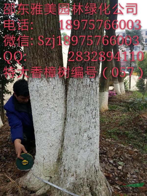 湖南大香樟樹實圖拍照  地徑超過192公分  （057）