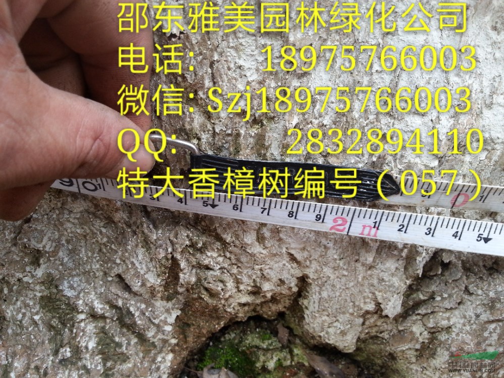  湖南大香樟樹實圖拍照  地徑超過192公分  （057）