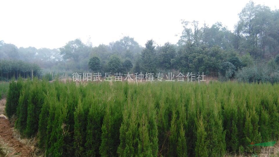 圓柏樹價格哪里便宜？優(yōu)質圓柏樹基地在哪里？圓柏大量出售