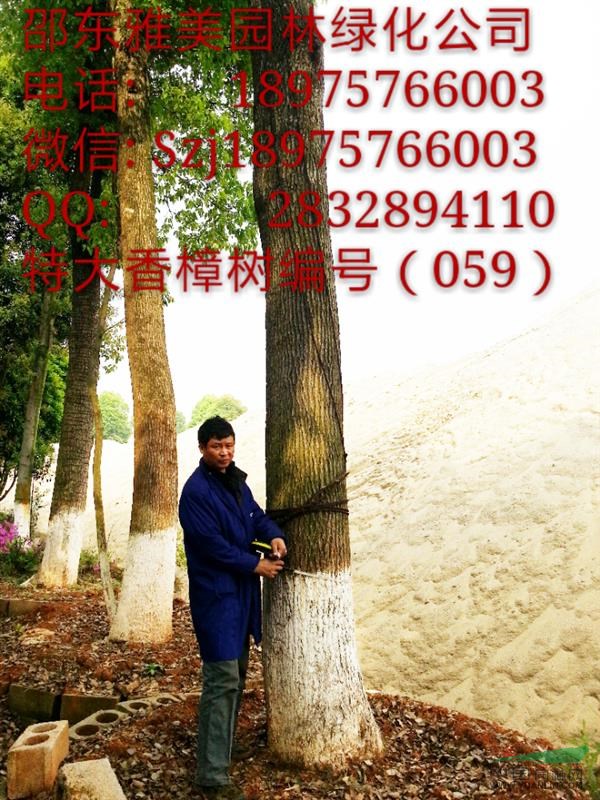 湖南大香樟樹(shù)實(shí)圖拍照  圍徑超過(guò)144公分  （059）