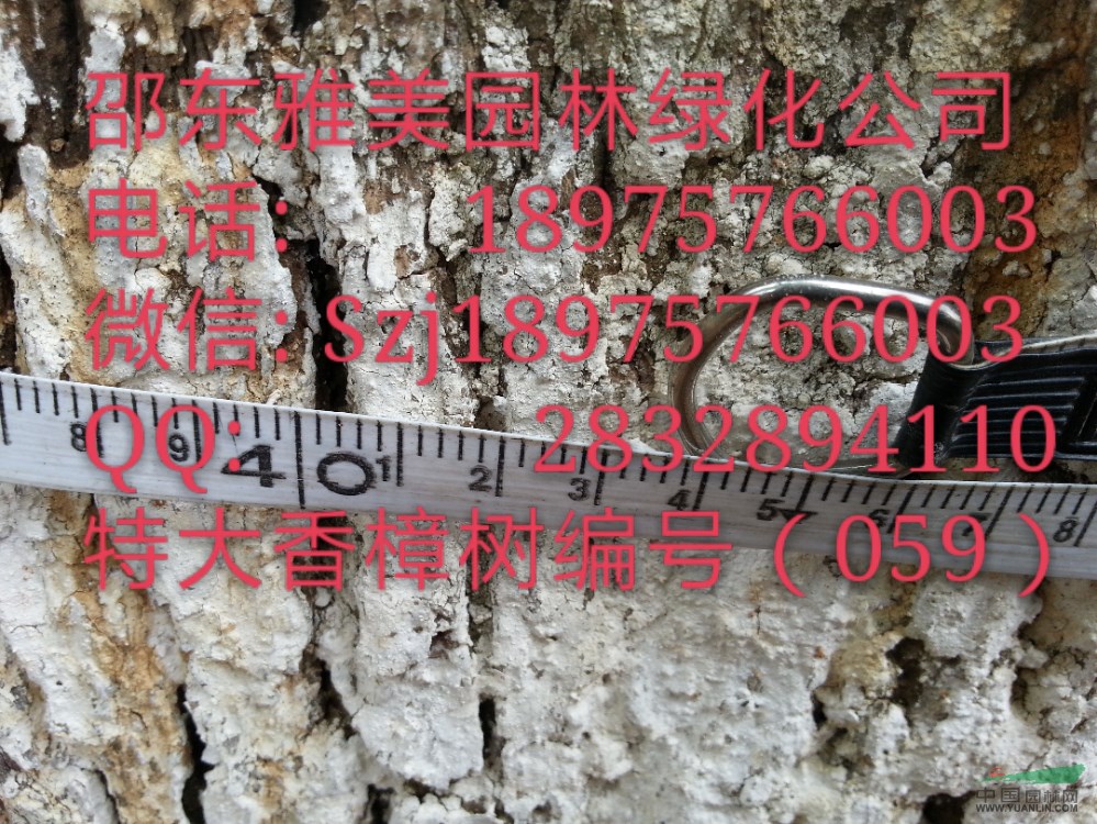  湖南大香樟樹(shù)實(shí)圖拍照  圍徑超過(guò)144公分  （059）
