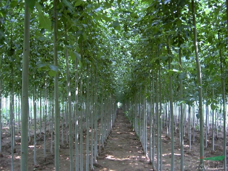 10公分皂角價格