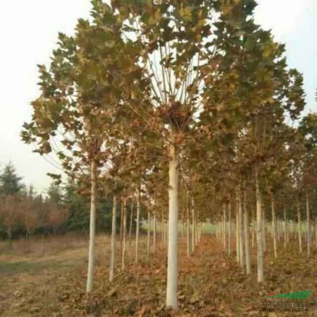 43公分法桐價(jià)格