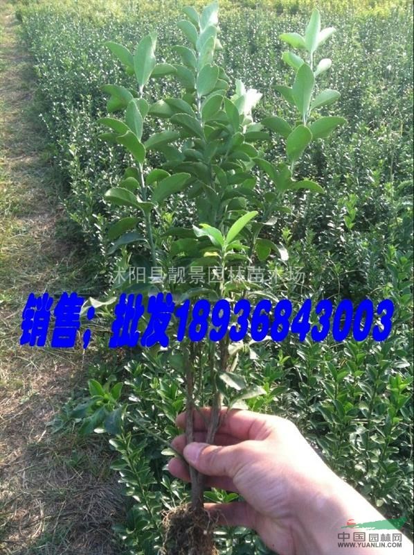 大叶黄杨，江苏冬青价格， 大叶黄杨球基地