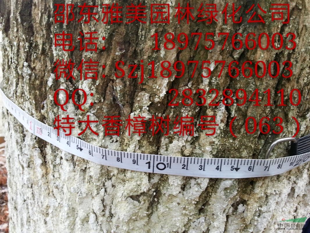 湖南大香樟樹實(shí)圖拍照;圍徑超過111公分;（063）