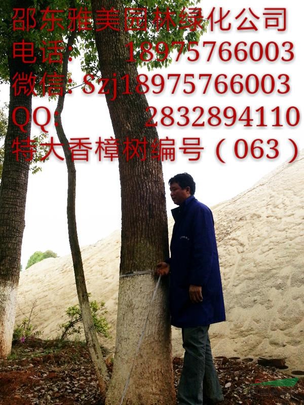 湖南大香樟樹實(shí)圖拍照;圍徑超過111公分;（063）