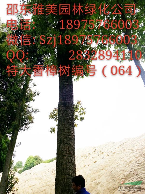 湖南大香樟樹實(shí)圖拍照;圍徑超過105公分;（064