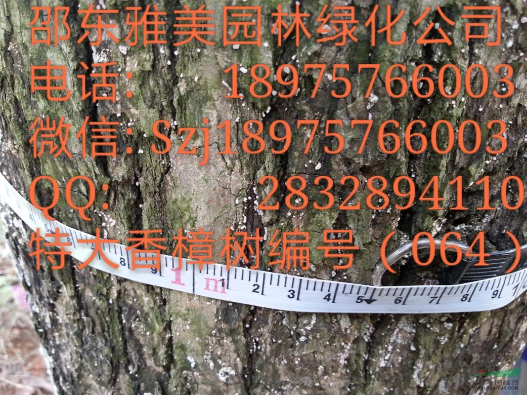 湖南大香樟樹實(shí)圖拍照;圍徑超過105公分;（064