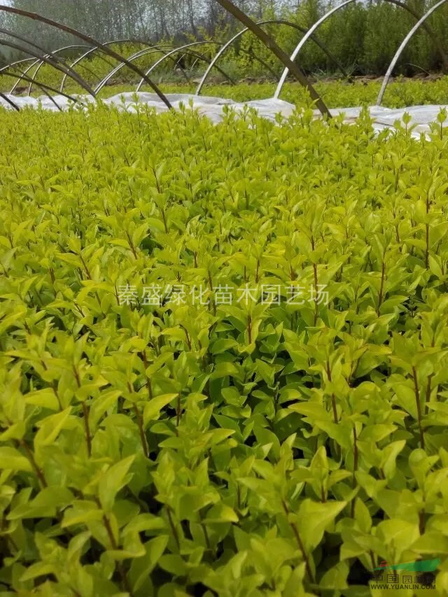 金葉女貞小苗