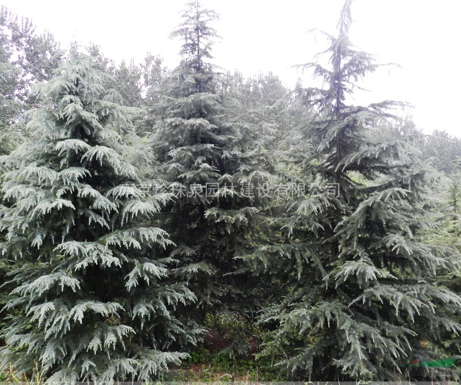 雪松價格|雪松基地|雪松樹苗|雪松報價 大量供應(yīng)雪松