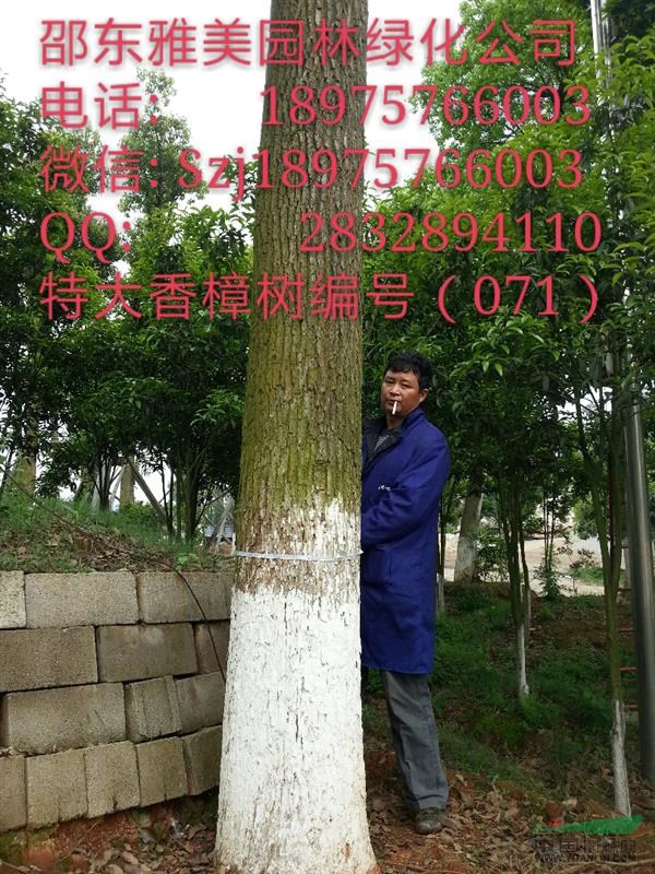 湖南大香樟樹實(shí)圖拍照  圍徑超過110公分  (071)