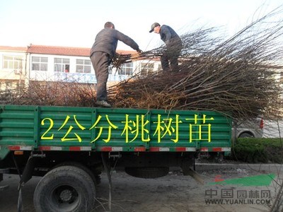 桃樹苗_桃樹苗價格