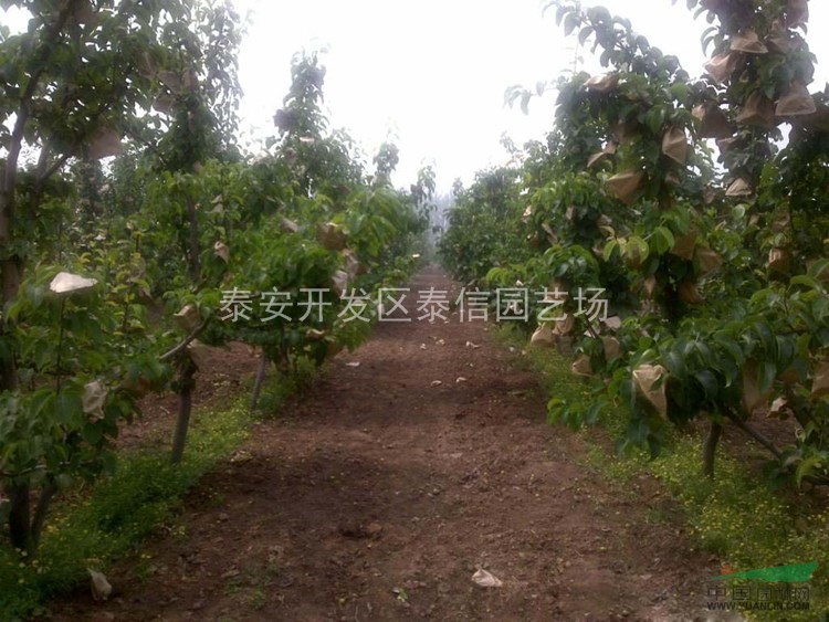 梨樹(shù)苗_梨樹(shù)苗價(jià)格
