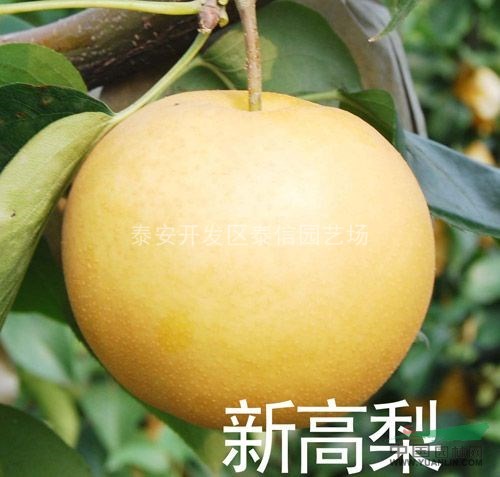 梨樹_梨樹基地