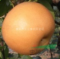 梨樹_梨樹基地