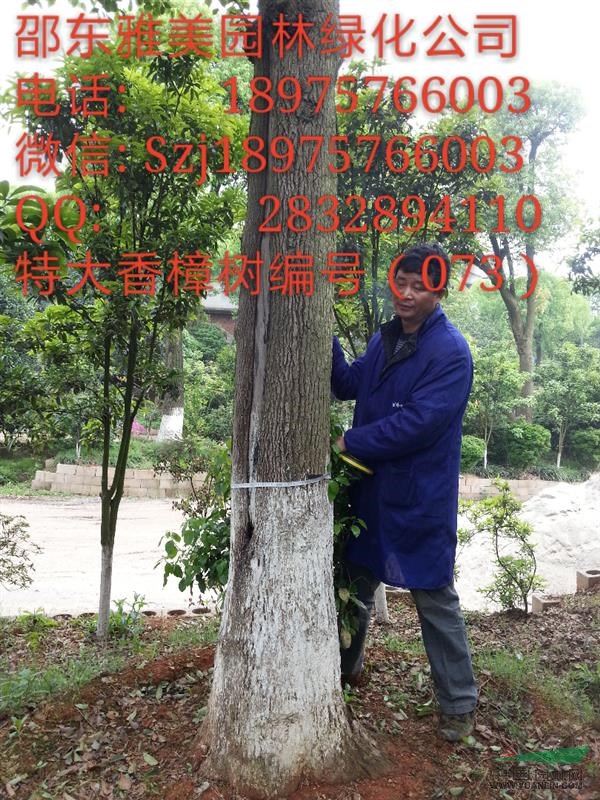 （073)湖南大香樟樹實圖拍照  圍徑超過99公分 