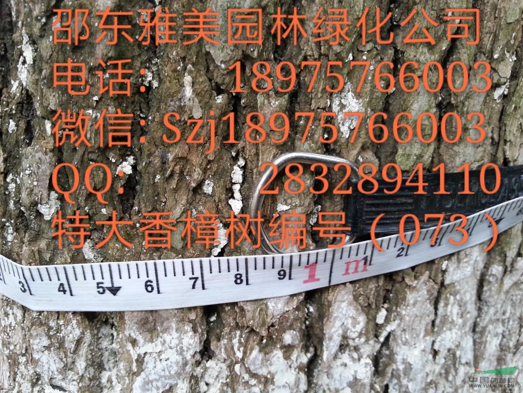 （073)湖南大香樟樹實圖拍照  圍徑超過99公分 