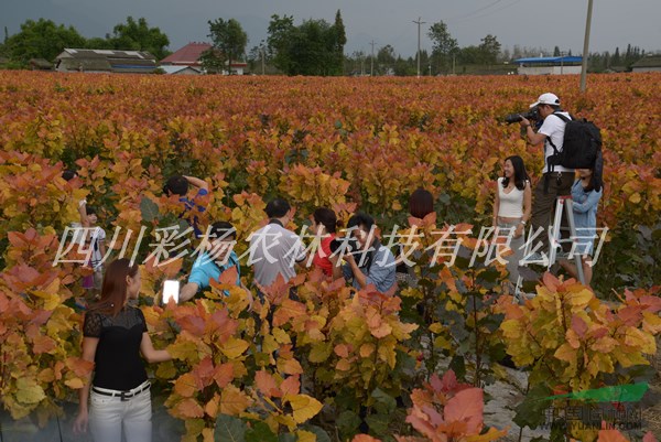承德“紅霞楊”、金紅楊母樹、原種（紅黃楊丹紅楊黃金楊彩楊）