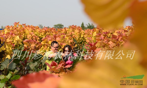 承德“紅霞楊”、金紅楊母樹、原種（紅黃楊丹紅楊黃金楊彩楊）