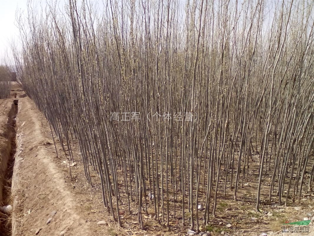 甘肃，白银地区供应新疆杨等绿化苗木