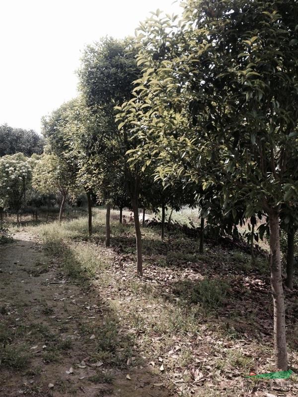 河南供應(yīng)：烏桕、桂花