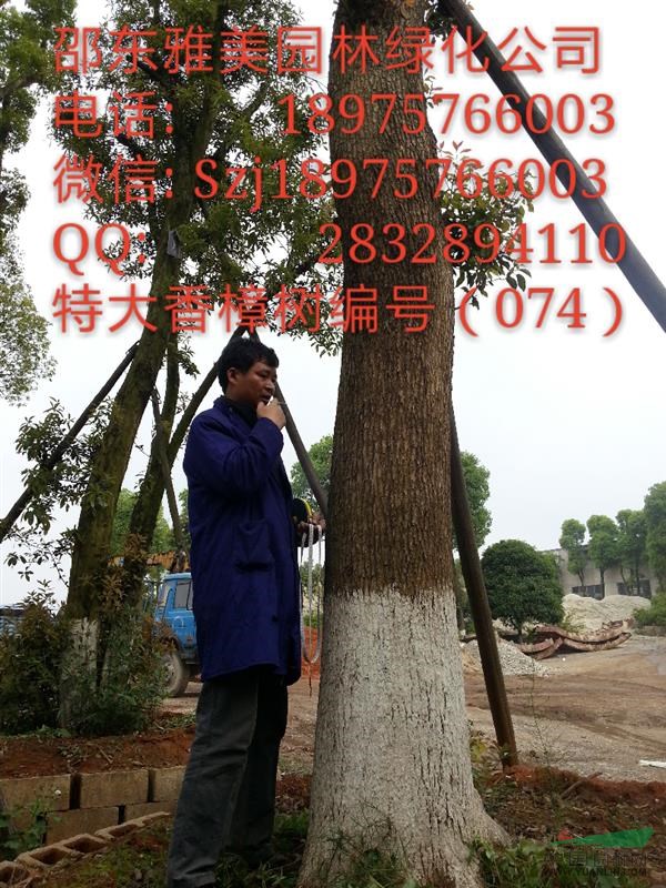 （074）湖南大香樟樹實(shí)圖拍照  圍徑超過120公分  