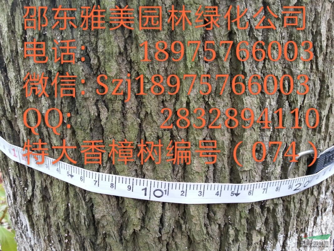 （074）湖南大香樟樹實(shí)圖拍照  圍徑超過120公分  