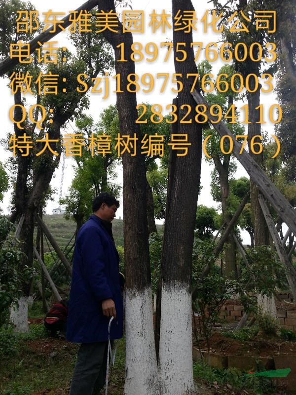 湖南大香樟樹實圖拍照圍徑130公分邵陽大香樟（076）