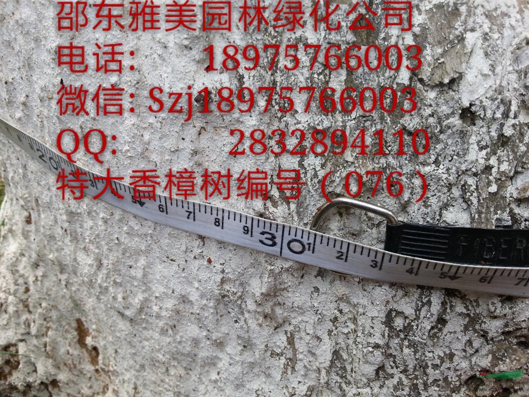 湖南大香樟樹實圖拍照圍徑130公分邵陽大香樟（076）