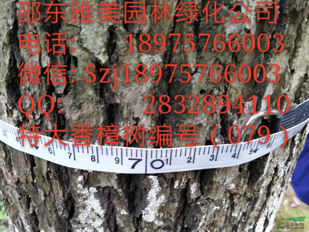 （079）湖南大香樟樹實圖拍照  圍徑74公分 邵陽大香樟 
