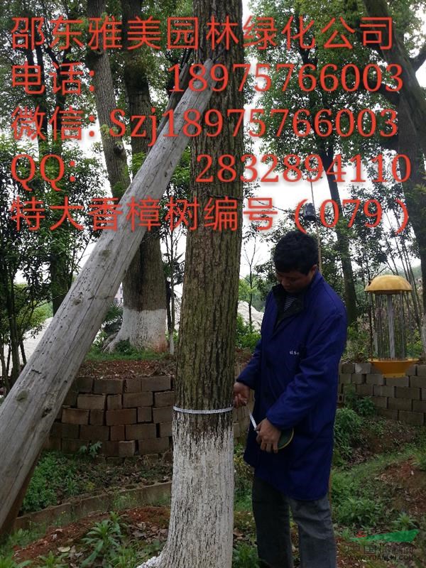 （079）湖南大香樟樹實圖拍照  圍徑74公分 邵陽大香樟 