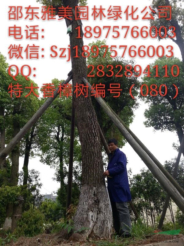 湖南大香樟樹實圖拍照  圍徑130公分邵陽大香樟（080）
