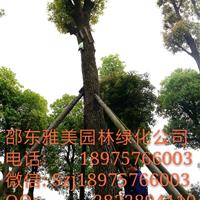 湖南大香樟樹實(shí)圖拍照  圍徑130公分邵陽大香樟（080）