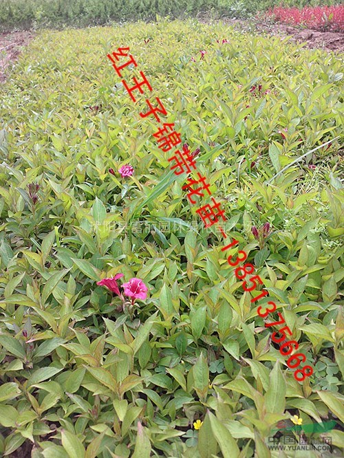 新鮮小苗專賣；金葉女貞 紅葉小檗 連翹 衛(wèi)矛 大葉黃楊 月季
