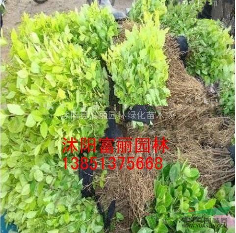 新鮮小苗專賣；金葉女貞 紅葉小檗 連翹 衛(wèi)矛 大葉黃楊 月季