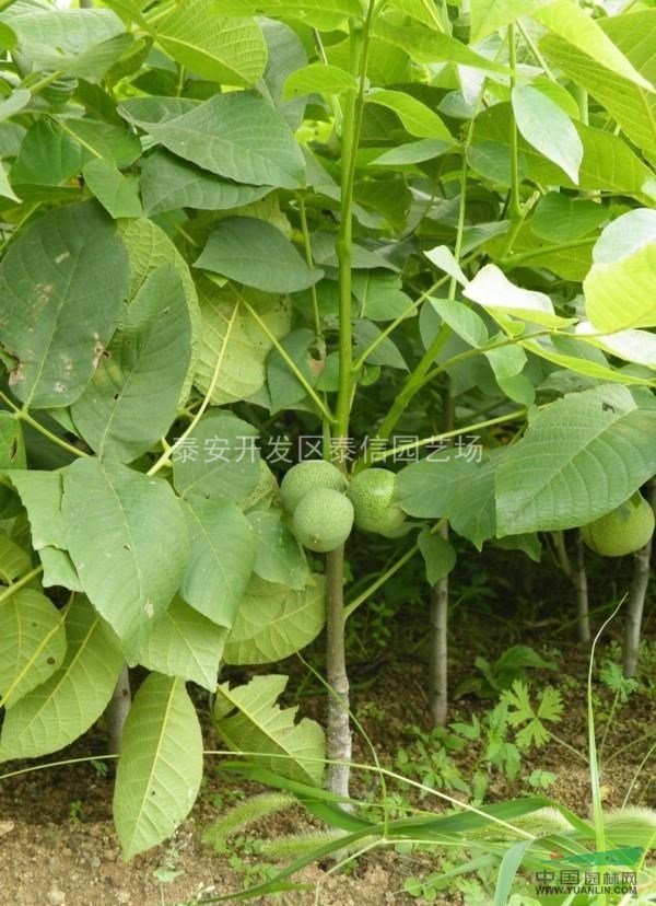 核桃樹苗_核桃樹苗價格