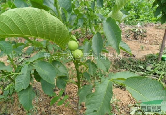 核桃樹苗_核桃樹苗價格