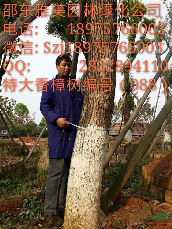 湖南大香樟樹實圖拍照 圍徑84公分 湖南大香樟 (088)