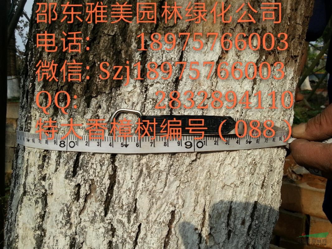 湖南大香樟樹實圖拍照 圍徑84公分 湖南大香樟 (088)