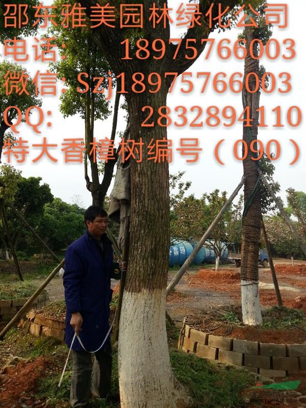 湖南大香樟樹實圖拍照 圍徑106公分 邵陽大香樟(090)