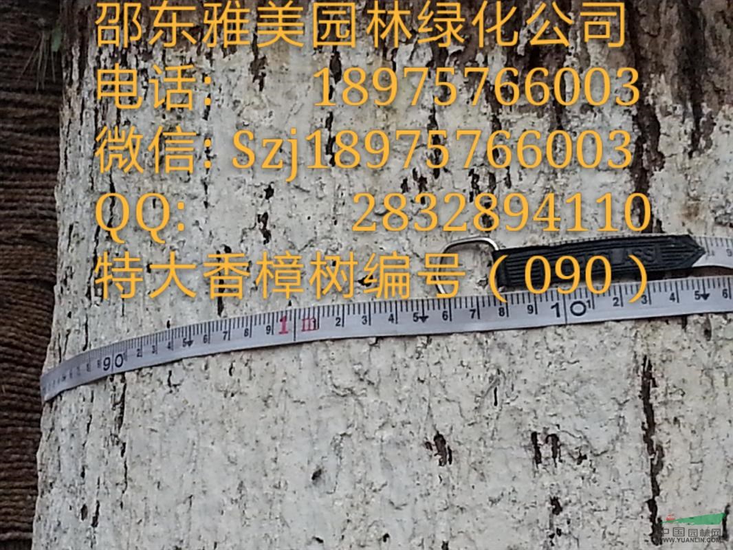 湖南大香樟樹實圖拍照 圍徑106公分 邵陽大香樟(090)