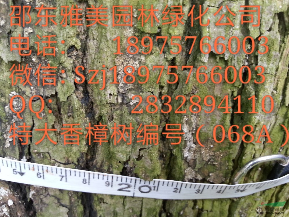 湖南大香樟樹實(shí)圖拍照  圍徑124公分  （068A）