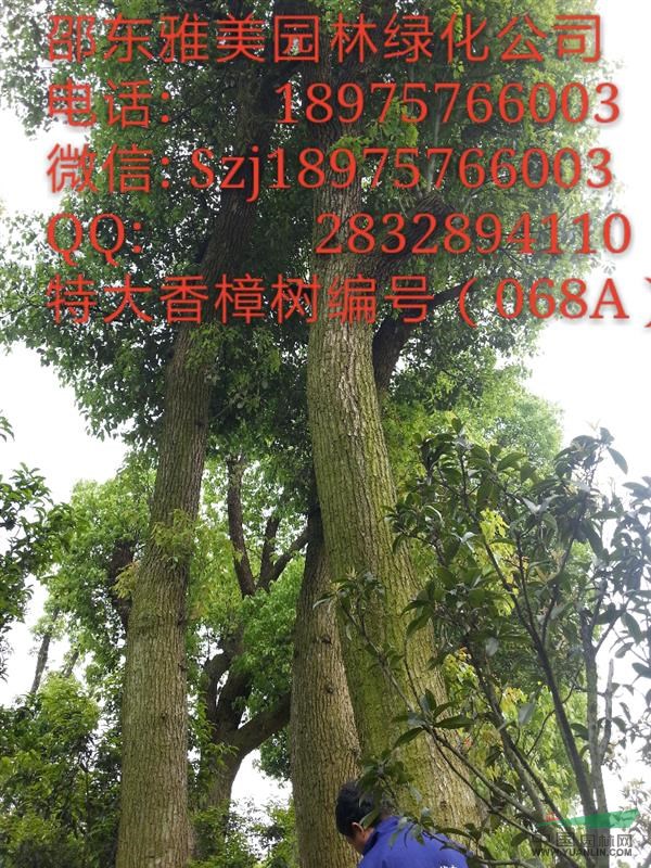 湖南大香樟樹實(shí)圖拍照  圍徑124公分  （068A）