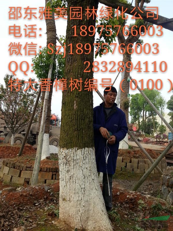  （100） 湖南大香樟樹實圖拍照圍徑117公分邵陽大香樟
