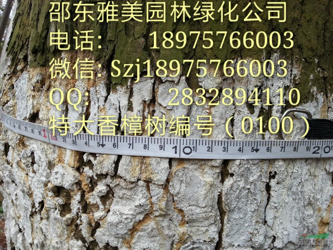  （100） 湖南大香樟樹實圖拍照圍徑117公分邵陽大香樟