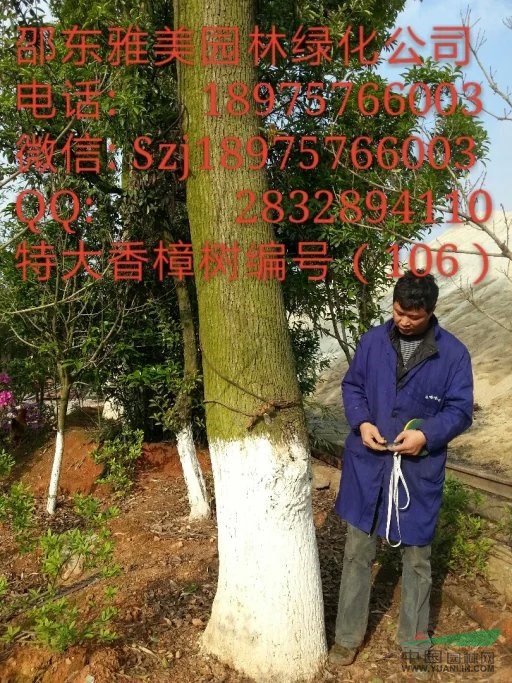 湖南大香樟樹實圖拍照圍徑130公分邵陽大香樟(106)
